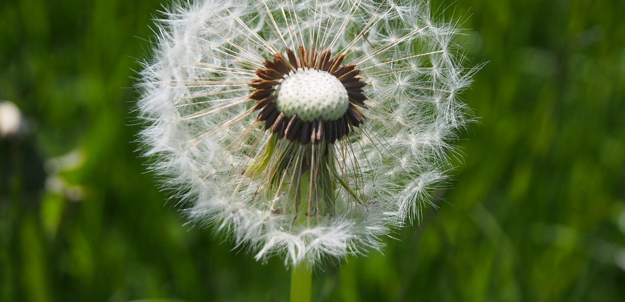 Pusteblume